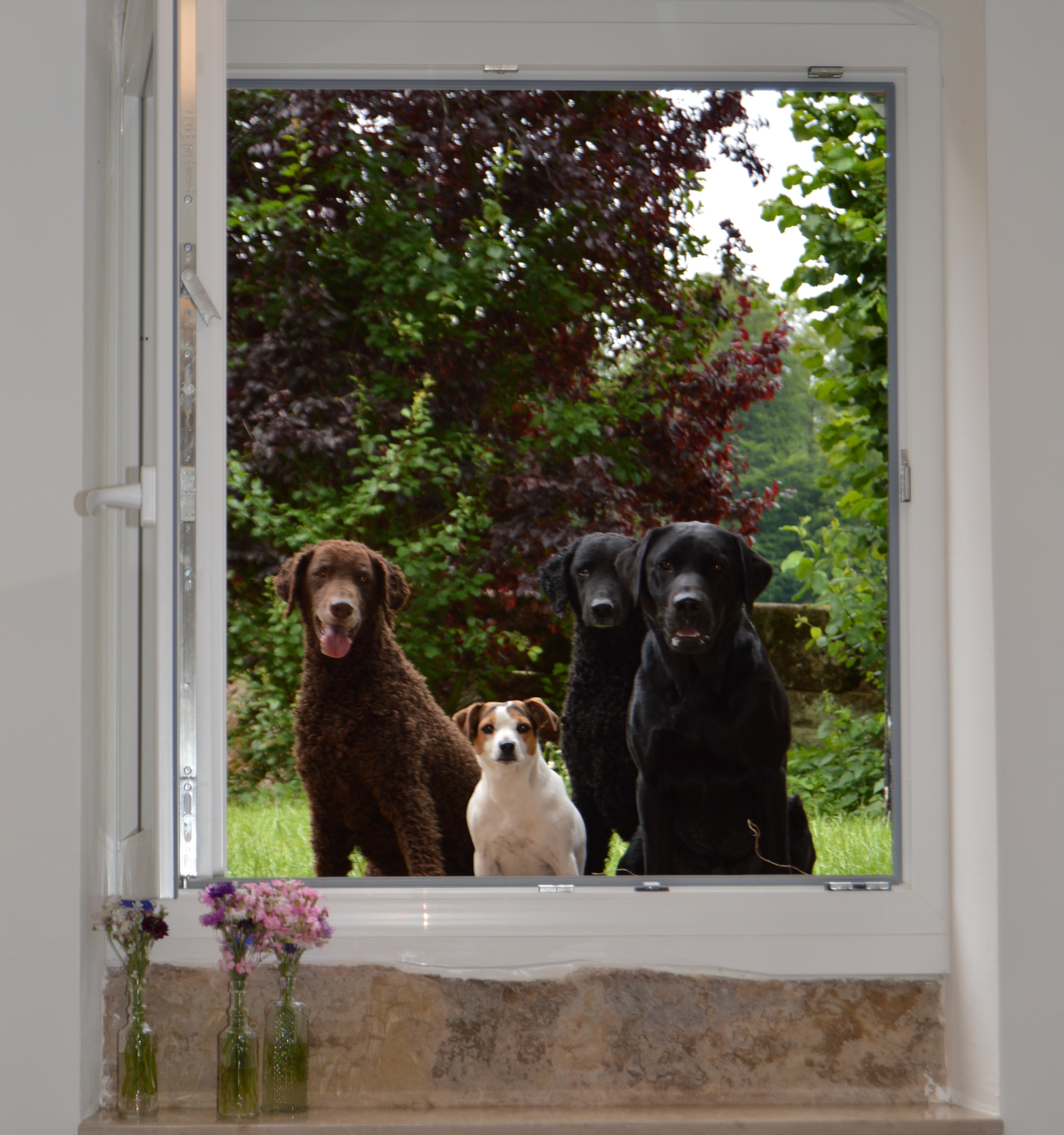 Vier Hunde am Fenster